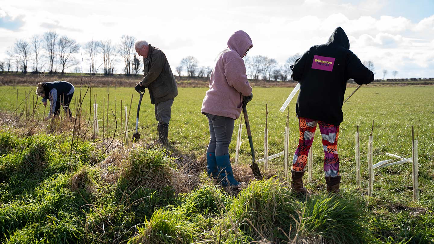 Four volunteers planting new trees alongside field margin.