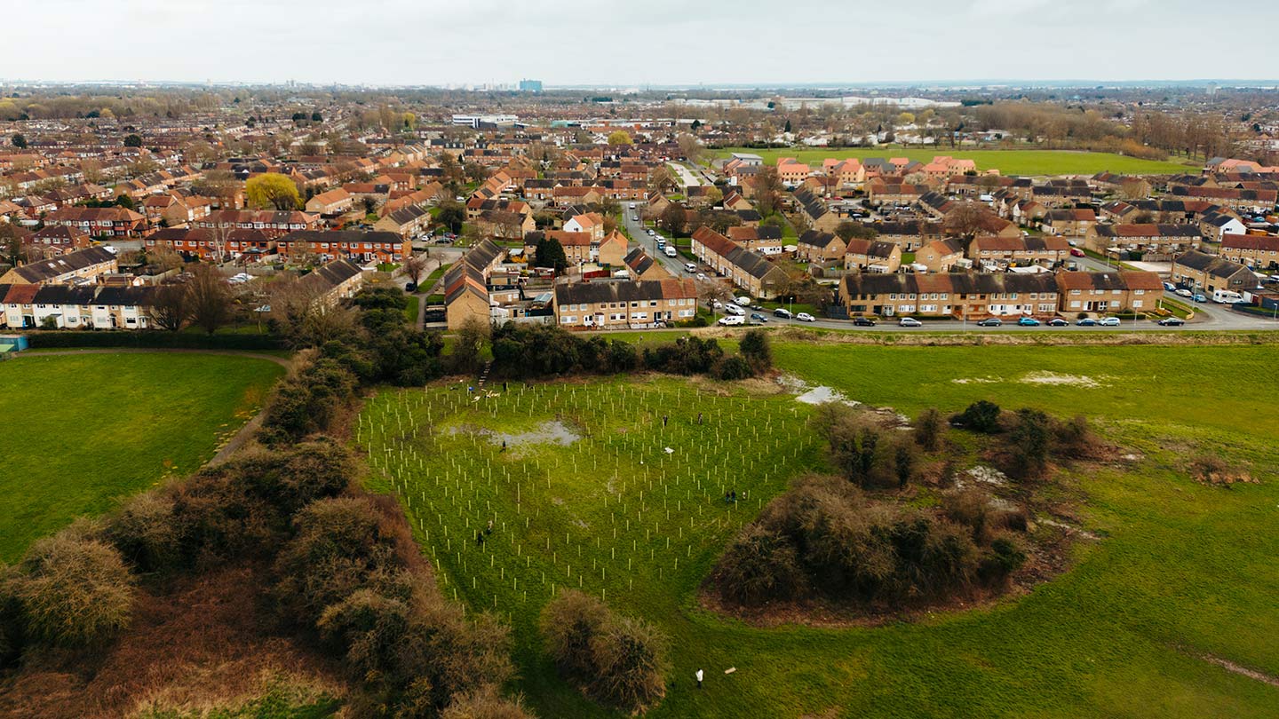 Aerial shot of newly-planted trees with residential streets behind.