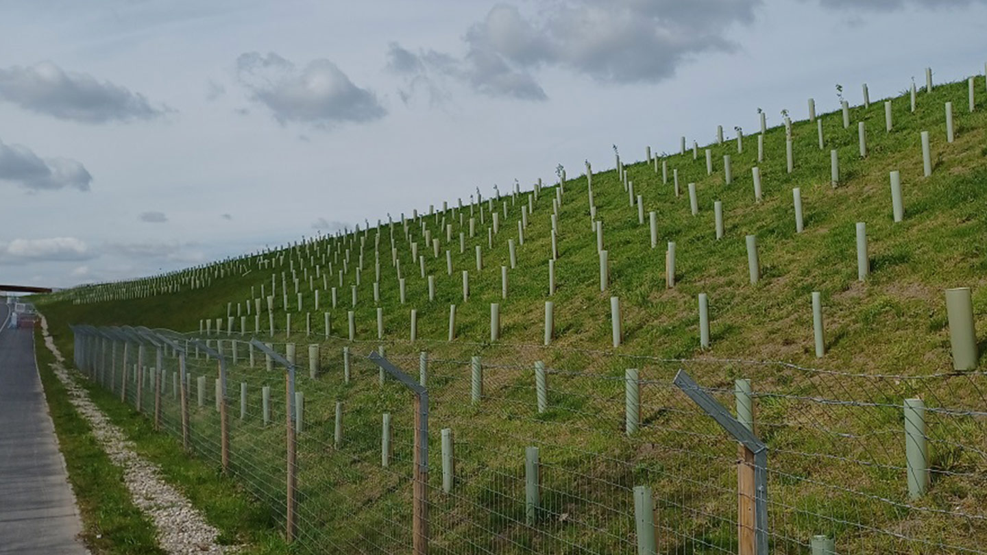 Tree guards lining grassy bank beside road.