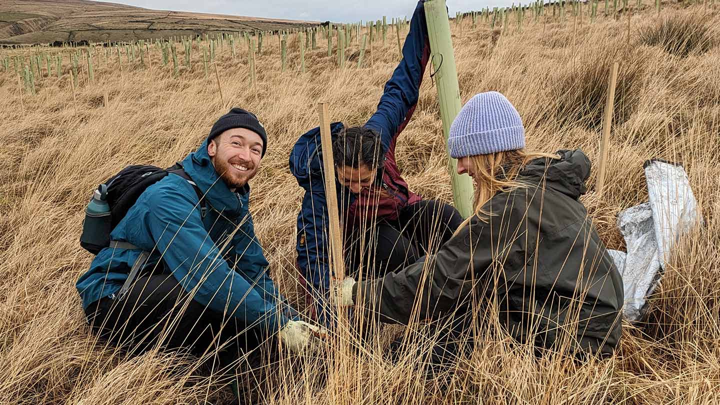 Three volunteers planting tree in grassy moorland.