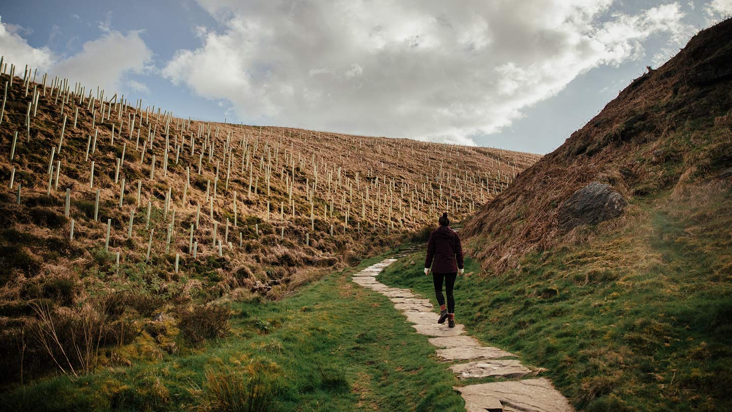 Person walking along path through sloping moorland with tree guards on one side.
