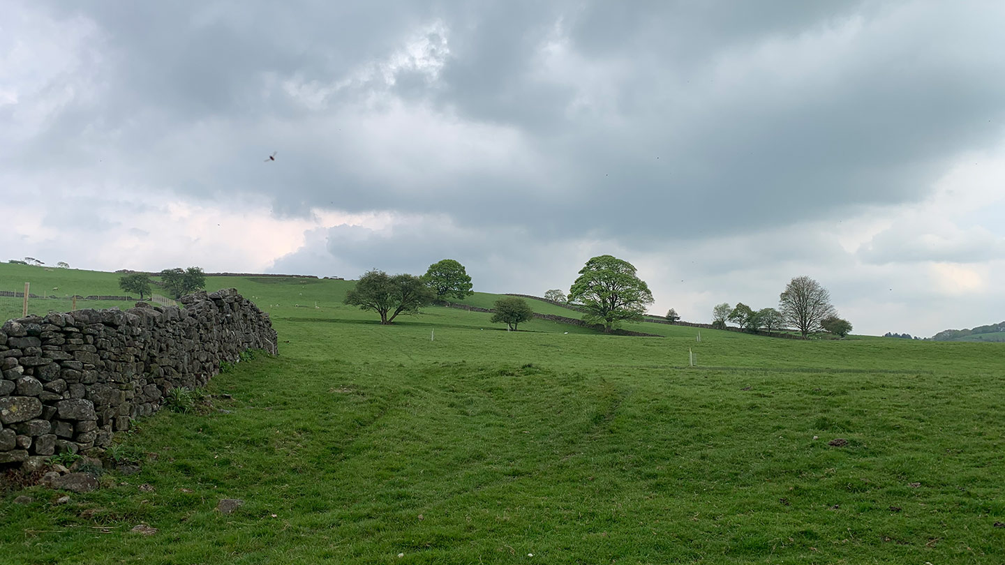 Wide open field with large single trees in the distance.