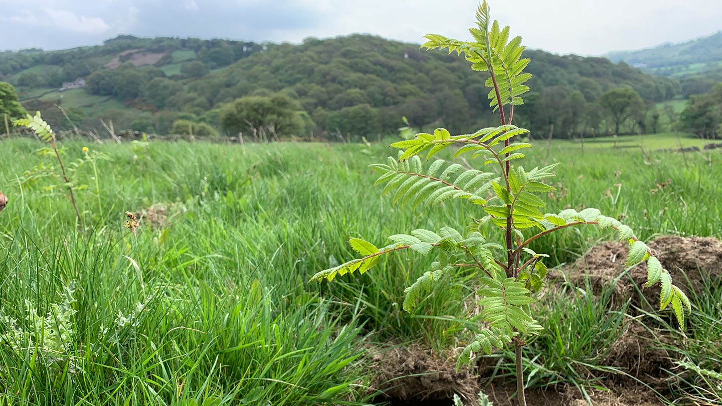 Rowan sapling planted in field.