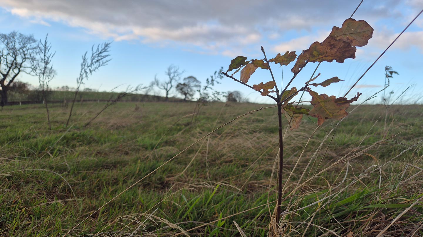 Oak sapling growing in field.