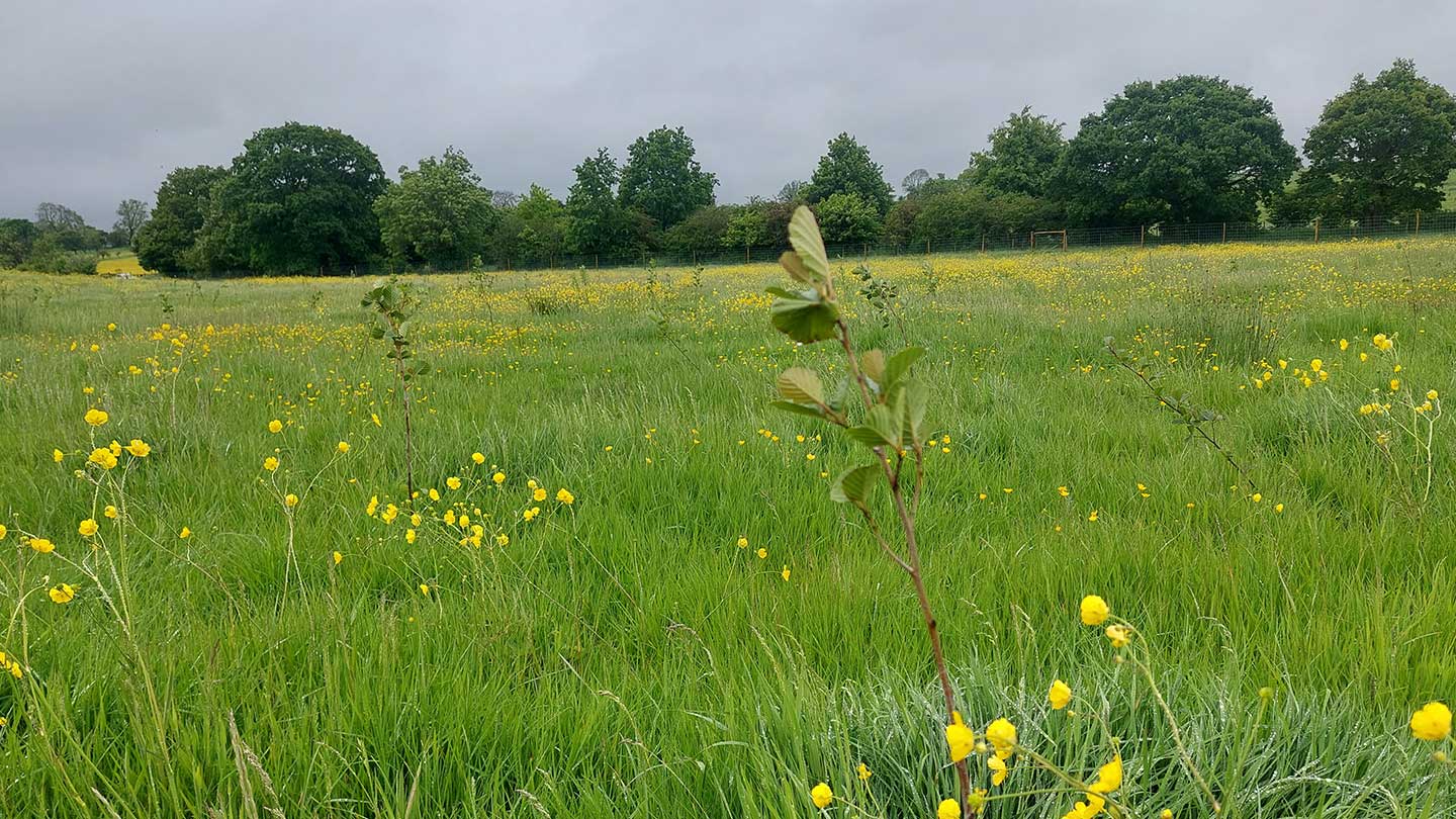 Young trees in field with wildflowers.