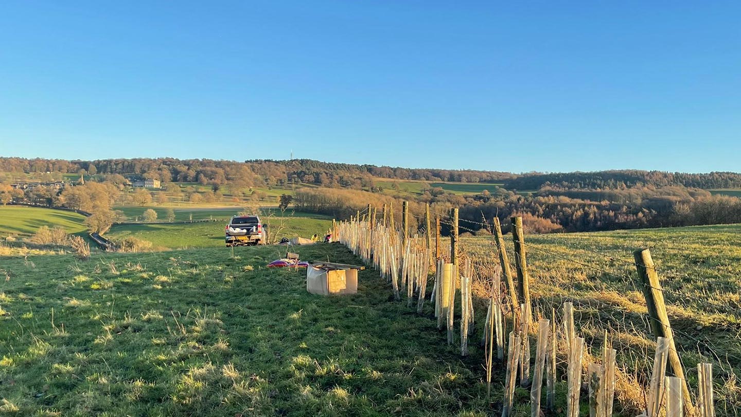 New hedgerow trees planted in a row along a fence surrounded by fields.