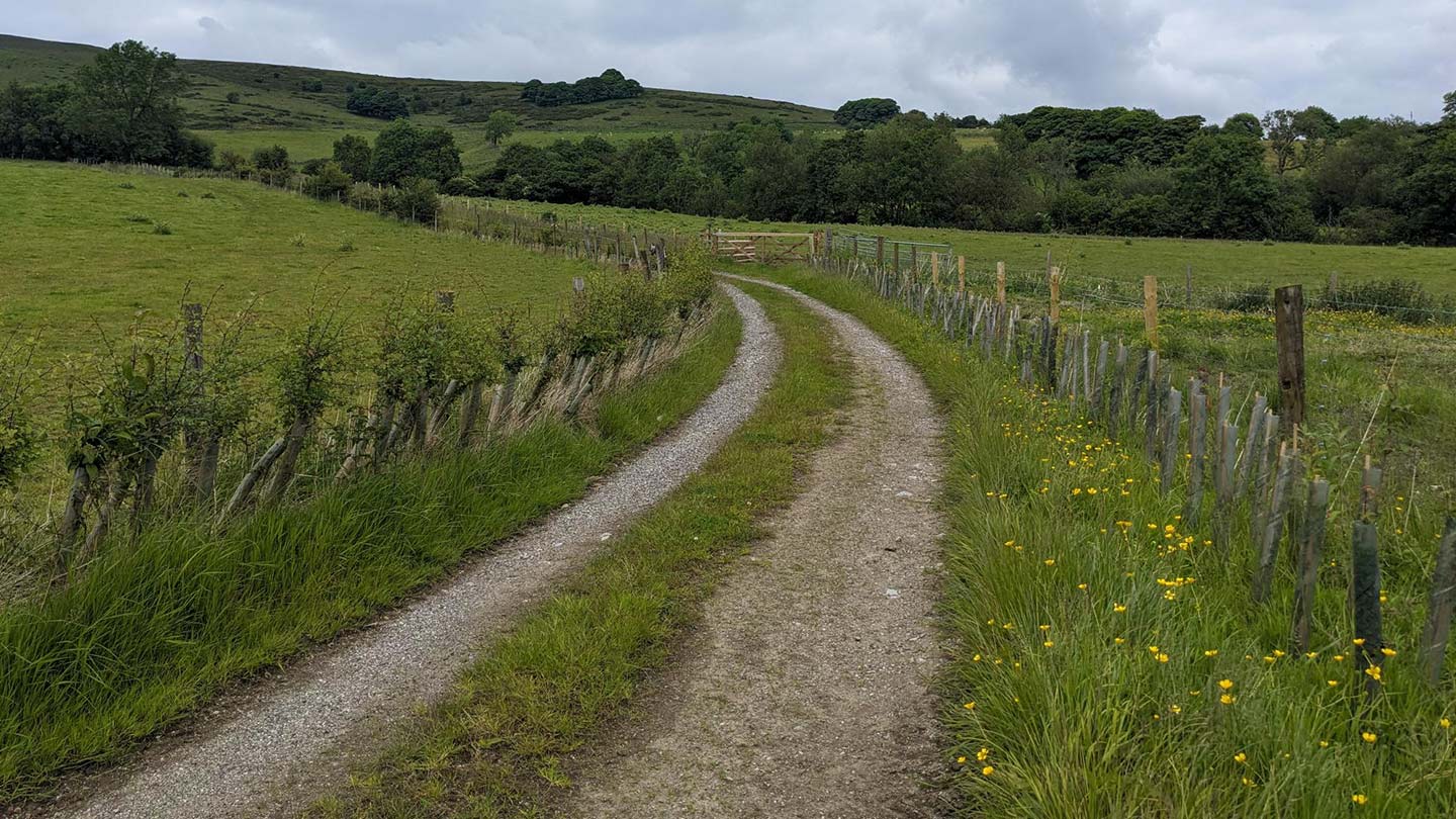 Track through fields with young hedge trees planted on each side.