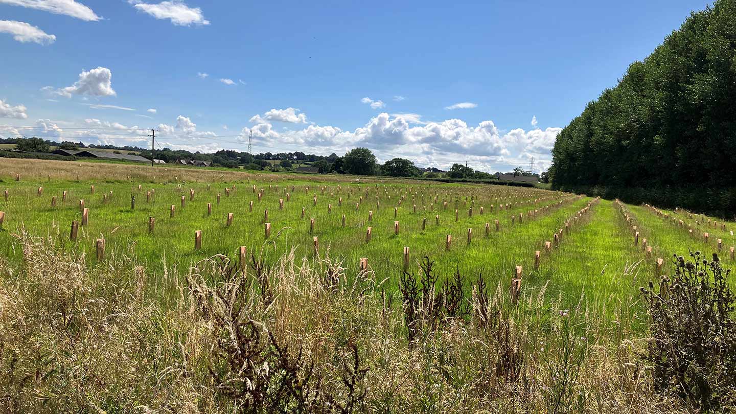 Field with newly-planted trees beneath blue sky.