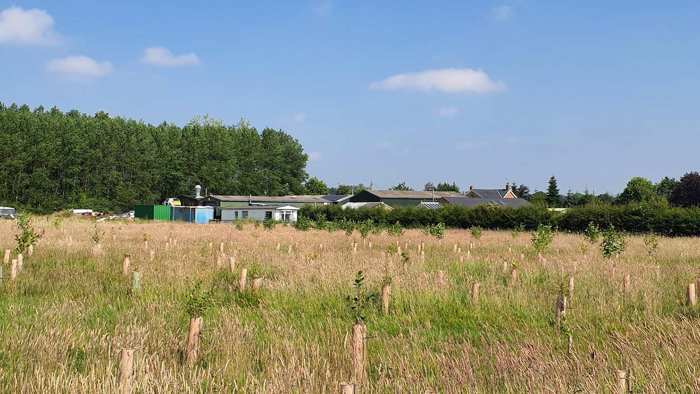 Grassland with newly-planted trees.