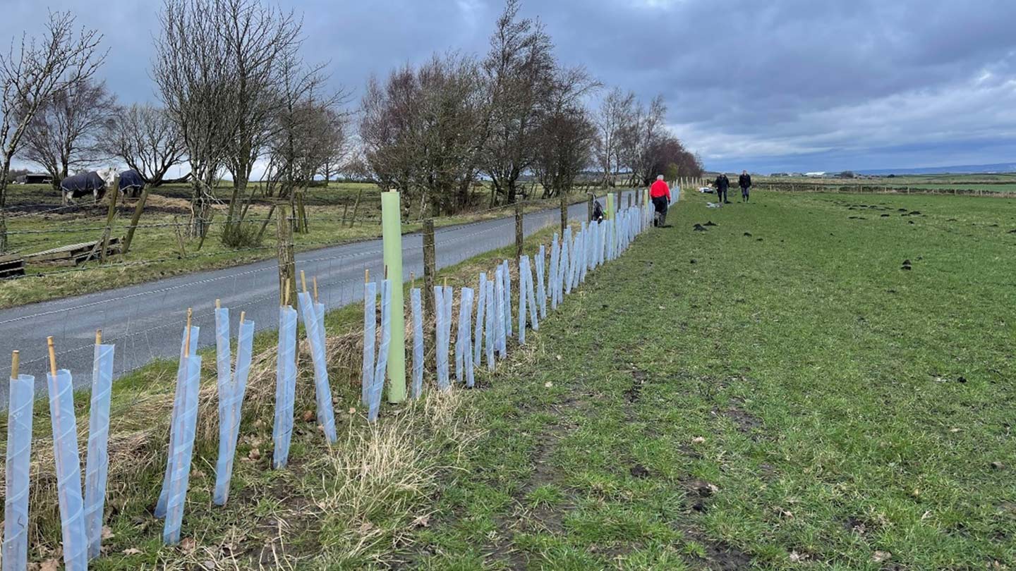 New hedgerow planted along roadside.