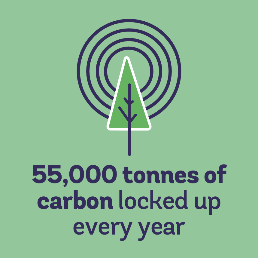 Graphic of tree with the caption, '55,000 tonnes of carbon locked up every year'