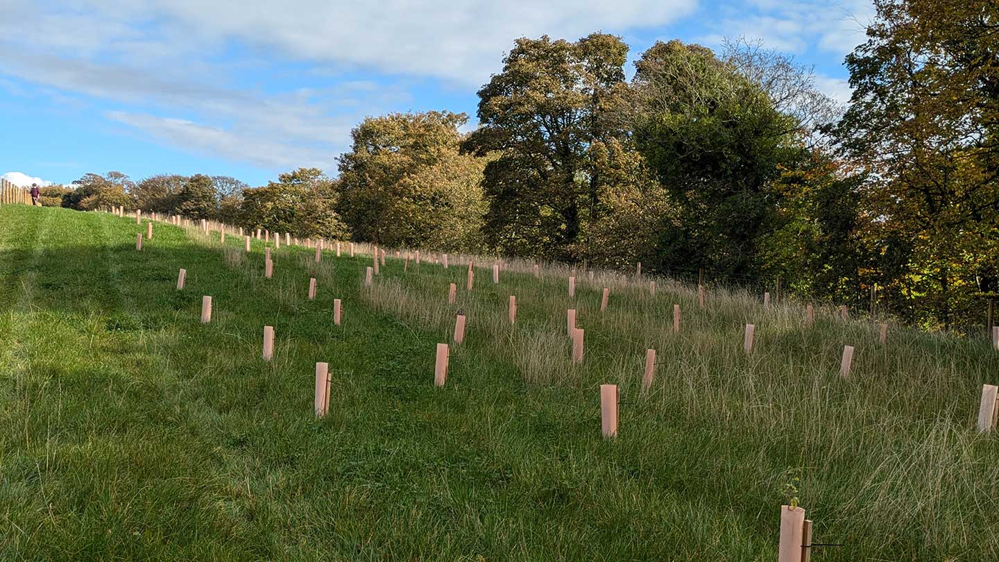 New trees planted in field.
