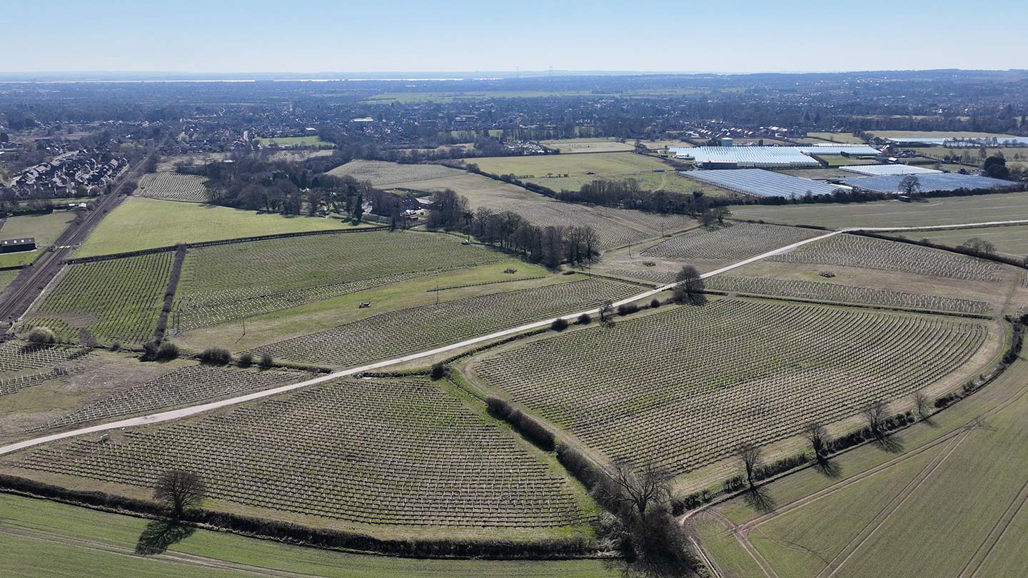 Drone shot of large fields of planted trees.